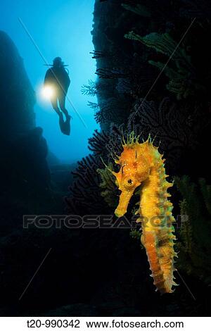Scuba Divng with Seahorses at Medes Islands, Hippocampus ramulosus, Carall Bernat, Costa Brava, Mediterranean Sea, Spain View Large Photo Image Stock Image - Scuba Divng with Seahorses at Medes Islands, Hippocampus ramulosus, Carall Bernat, Costa Brava, Mediterranean Sea, Spain. Fotosearch