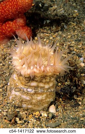 Sea anemone (Actinauge richardi), Eastern Atlantic, Galicia, Spain View Large Photo Image Stock Image - Sea anemone (Actinauge richardi), Eastern Atlantic, Galicia, Spain. Fotosearch