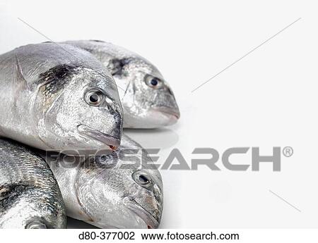 Stock Image - Sea breams.. Fotosearch