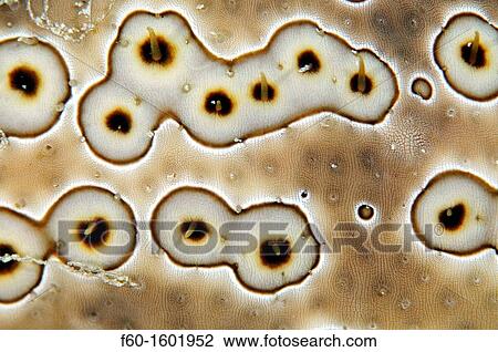 Stock Image - Sea cucumber, Bohadschia argus, skin detail, Pohnpei, Federated States of Micronesia.. Fotosearch