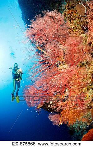 Sea Fan and Diver, Melithaea, Peleliu Wall, Micronesia, Palau View Large Photo Image Stock Photograph - Sea Fan and Diver, Melithaea, Peleliu Wall, Micronesia, Palau. Fotosearch