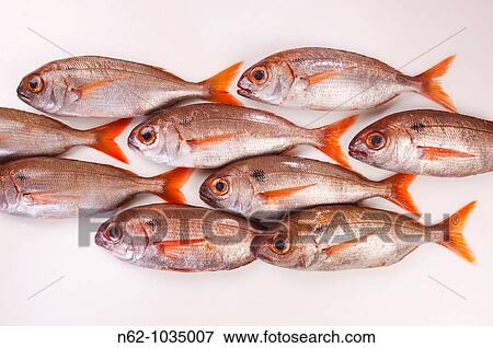 Sea fish on the white table put online as a group of fish that swims View Large Photo Image Stock Photo - Sea fish on the white table put online as a group of fish that swims. Fotosearch