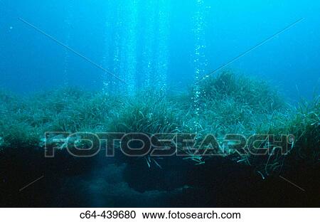 Sea floor. Posidonia. Cabrera. Balearic Islands. Spain View Large Photo Image Stock Image - Sea floor. Posidonia. Cabrera. Balearic Islands. Spain. Fotosearch