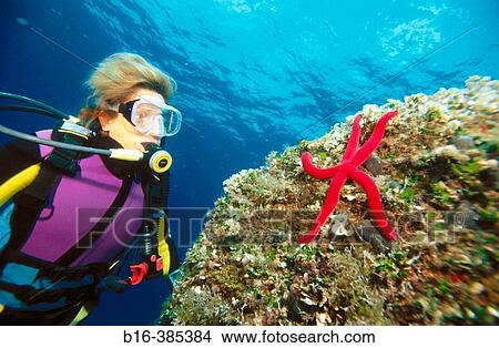 Sea floor with diver, Mediterranean Sea View Large Photo Image Picture - Sea floor with diver, Mediterranean Sea. Fotosearch