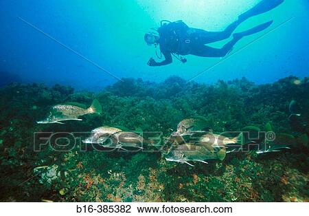 Sea floor with diver, Mediterranean Sea View Large Photo Image Stock Image - Sea floor with diver, Mediterranean Sea. Fotosearch