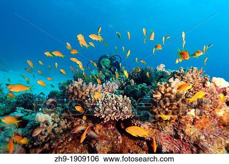 Sea goldie, Jevel fairy basslet Pseudanthias squamipinnis, swarm, Red Sea, Egypt, Africa View Large Photo Image Stock Photograph - Sea goldie, Jevel fairy basslet Pseudanthias squamipinnis, swarm, Red Sea, Egypt, Africa. Fotosearch