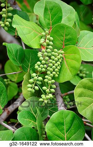 Sea Grape (Coccoloba uvifera) View Large Photo Image Stock Image - Sea Grape (Coccoloba uvifera). Fotosearch