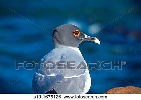 Sea Gull, Galapagos Islands. View Large Photo Image Stock Photograph - Sea Gull, Galapagos Islands.. Fotosearch