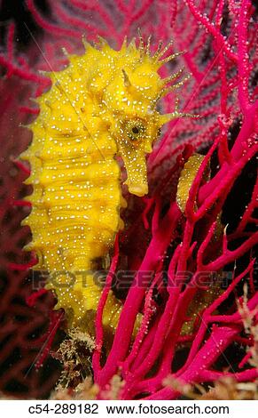 Sea Horse (Hippocampus guttulatus) View Large Photo Image Stock Image - Sea Horse (Hippocampus guttulatus). Fotosearch