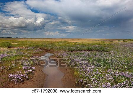 Sea Lavender Limonium vulgare Wareham Marshes Norfolk UK July View Large Photo Image Stock Photo - Sea Lavender Limonium vulgare Wareham Marshes Norfolk UK July. Fotosearch