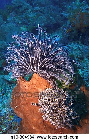 Sea lilie, Crystal Rock divesite, Gili Lawa, N of Komodo, Indonesia View Large Photo Image Picture - Sea lilie, Crystal Rock divesite, Gili Lawa, N of Komodo, Indonesia. Fotosearch