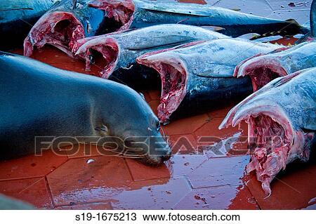 Sea Lion and the Catch of the Day, Galapagos Islands. View Large Photo Image Stock Image - Sea Lion and the Catch of the Day, Galapagos Islands.. Fotosearch
