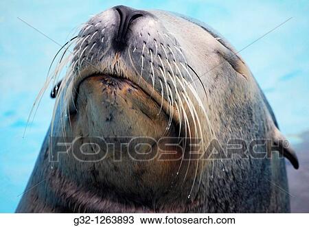 Sea Lion (Otaria flavescens) View Large Photo Image Stock Image - Sea Lion (Otaria flavescens). Fotosearch