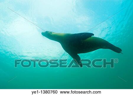 Stock Image - Sea lion Zalophus californianus swimming, Underwater view, Ecuador, Galapagos Archipelago, San Cristobal Island. Fotosearch