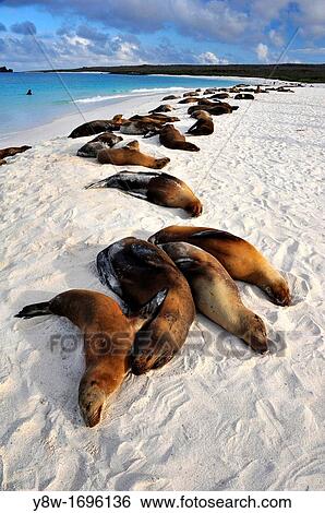 Sea Lions in the Galapagos Islands, Gardner Bay View Large Photo Image Stock Photograph - Sea Lions in the Galapagos Islands, Gardner Bay. Fotosearch