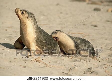 Stock Image - Sea Lions (Neophoca cinerea) at Kangaroo Island (Australia) also known as the Australian sea-lion or Australian sealion.. Fotosearch