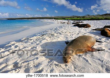 Stock Photo - Sea Lions on Galapagos Islands. Fotosearch