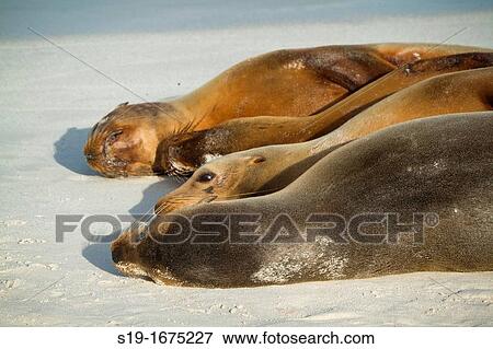 Sea Lions resting on beach, Galapagos Islands View Large Photo Image Stock Photo - Sea Lions resting on beach, Galapagos Islands. Fotosearch