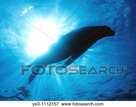 Sea Lions Zalophus californianus swims beneath the surface View Large Photo Image Stock Photo - Sea Lions Zalophus californianus swims beneath the surface. Fotosearch