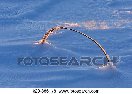Sea Lyme-grass Elymus arenarius colony with ice in early winter Churchill Manitoba View Large Photo Image Stock Photo - Sea Lyme-grass Elymus arenarius colony with ice in early winter Churchill Manitoba. Fotosearch