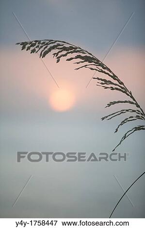 Sea oats at sunrise. Palm Beach, FL, USA. View Large Photo Image Stock Photo - Sea oats at sunrise. Palm Beach, FL, USA.. Fotosearch