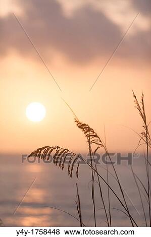 Sea oats at sunrise. Palm Beach, FL, USA. View Large Photo Image Stock Photo - Sea oats at sunrise. Palm Beach, FL, USA.. Fotosearch