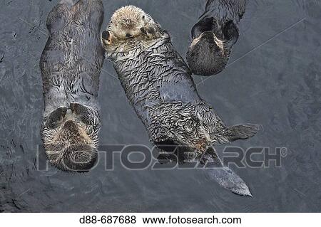Sea Otter (Enhydra lutris). Order Carnivora. Sub-order: Caniformia. Family: Mustelidae. Vancouver aquarium. British Columbia, Canada View Large Photo Image Stock Photo - Sea Otter (Enhydra lutris). Order Carnivora. Sub-order: Caniformia. Family: Mustelidae. Vancouver aquarium. British Columbia, Canada. Fotosearch
