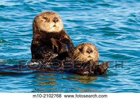 Sea Otters swimming in Moss Landing, California, USA. View Large Photo Image Stock Photo - Sea Otters swimming in Moss Landing, California, USA.. Fotosearch