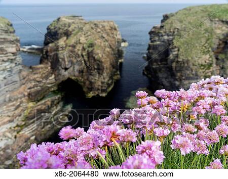 Stock Image - Sea Pink flowering, (armeria Maritima) Orkney Islands. Europe, Great Britain, Scotland, Northern Isles, Orkney, June.. Fotosearch
