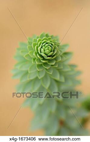 Stock Photograph - Sea Spurge Euphorbia paralias. Fotosearch