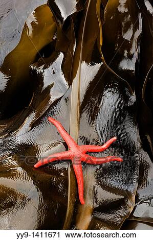Stock Image - Sea Star and Kelp - Salt Creek Recreation Area, Washington. Fotosearch