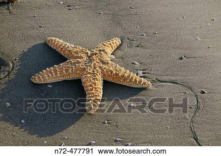 Sea star laying on the beach. View Large Photo Image Stock Image - Sea star laying on the beach.. Fotosearch