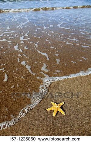 sea star on sandy beach, Sutherland, Scotland View Large Photo Image Stock Image - sea star on sandy beach, Sutherland, Scotland. Fotosearch