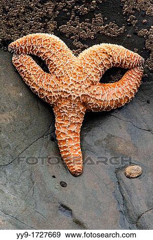 Stock Photo - Sea Star - Rialto Beach, near La Push, Washington USA. Fotosearch