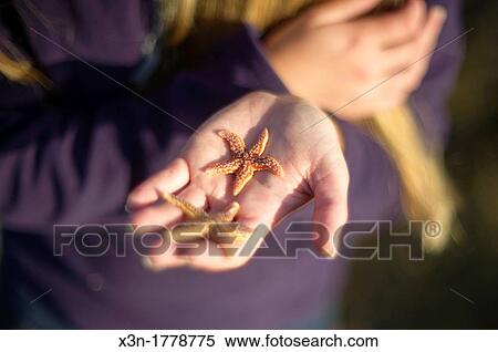 Stock Photography - Sea Stars in hand, Acadia National Park, Bar Harbor Maine USA. Fotosearch