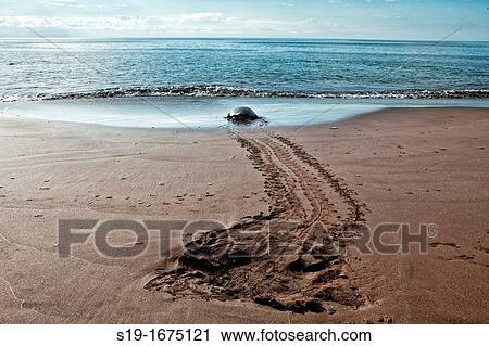 Sea Turtle Leaving Nest, Galapagos Islands View Large Photo Image Stock Image - Sea Turtle Leaving Nest, Galapagos Islands. Fotosearch