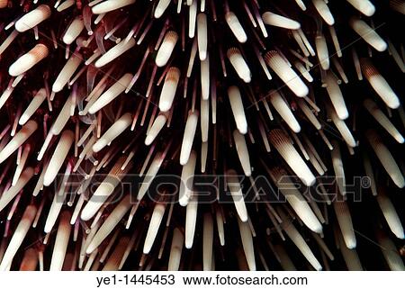 Sea urchin (Sphaerechinus granularis) with purple and white spikes. View Large Photo Image Stock Image - Sea urchin (Sphaerechinus granularis) with purple and white spikes.. Fotosearch