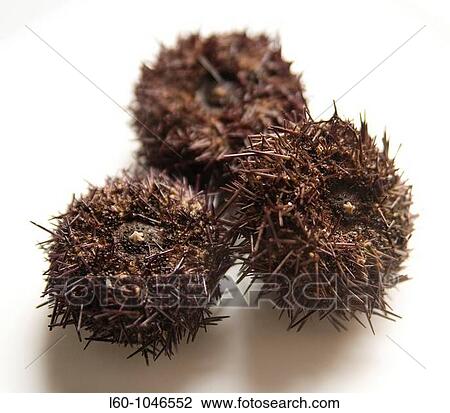Sea Urchin View Large Photo Image Stock Image - Sea Urchin. Fotosearch