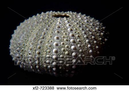 Sea urchin View Large Photo Image Stock Photo - Sea urchin. Fotosearch