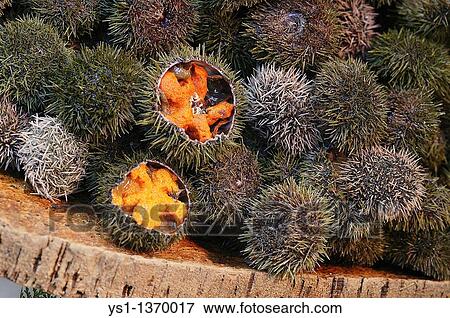 SEA URCHINS AT A FISH STALL View Large Photo Image Stock Photo - SEA URCHINS AT A FISH STALL. Fotosearch