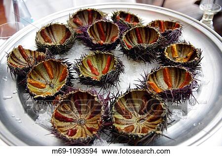 Picture - Sea Urchins Palam's Costa Brava Catalunya Spain. Fotosearch