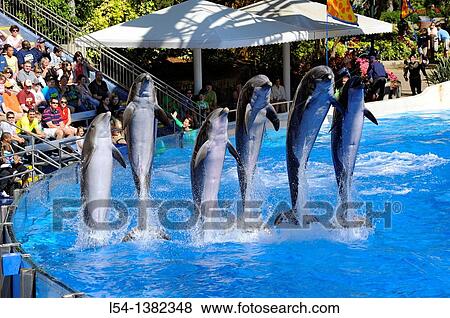 Sea World Adventure Theme Park Orlando Florida Dolphin show View Large Photo Image Stock Photo - Sea World Adventure Theme Park Orlando Florida Dolphin show. Fotosearch