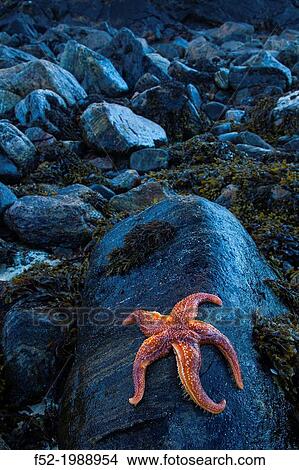 Seafish. Dail Beag Beach. Lewis Island. Outer Hebrides. Scotland, UK. View Large Photo Image Picture - Seafish. Dail Beag Beach. Lewis Island. Outer Hebrides. Scotland, UK.. Fotosearch