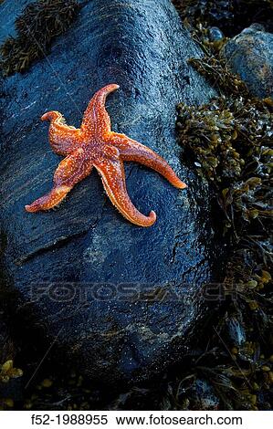 Stock Photography - Seafish. Dail Beag Beach. Lewis Island. Outer Hebrides. Scotland, UK.. Fotosearch