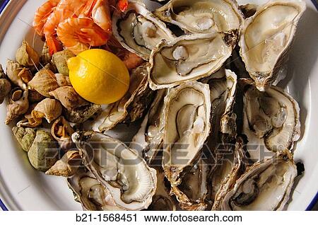 Seafood: shrimps,? bulots? and oysters, Gironde, Aquitaine, France View Large Photo Image Stock Image - Seafood: shrimps,? bulots? and oysters, Gironde, Aquitaine, France. Fotosearch