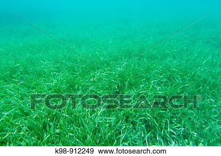 Seagrass (Posidonia oceanica), Cabrera National Park, Balearic Islands, Spain View Large Photo Image Stock Photo - Seagrass (Posidonia oceanica), Cabrera National Park, Balearic Islands, Spain. Fotosearch