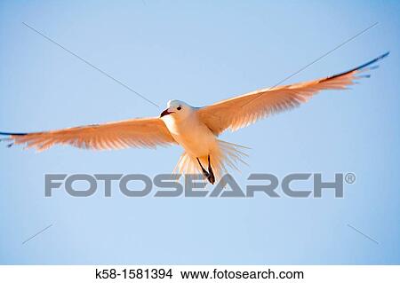Seagull flying in the nature of the Ebro Delta, Catalonia View Large Photo Image Picture - Seagull flying in the nature of the Ebro Delta, Catalonia. Fotosearch