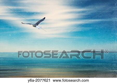 Seagull flying over ocean. View Large Photo Image Stock Image - Seagull flying over ocean.. Fotosearch