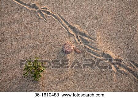 Seagull footprints, pebble and grass on a beach View Large Photo Image Stock Photo - Seagull footprints, pebble and grass on a beach. Fotosearch