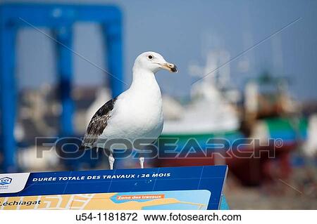 Seagull in Guilvinec Port. Brittany. France View Large Photo Image Stock Image - Seagull in Guilvinec Port. Brittany. France. Fotosearch